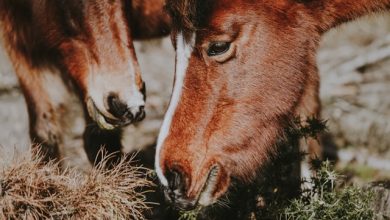 Exploring the World of Horse Feed Stores for Optimal Nutrition