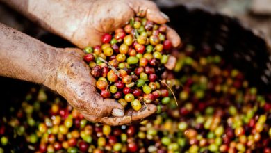 Elevate Your Coffee Experience: Delving Into Specialty Coffee Beans