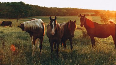 Where to Find Quality & Sustainable Animal Food Suppliers Near You