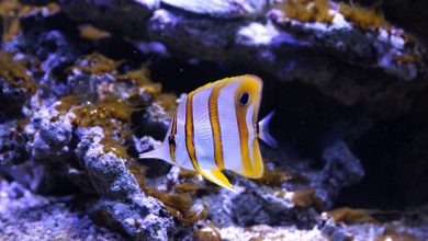 DIY Aquarium Building: A Step-by-Step Guide