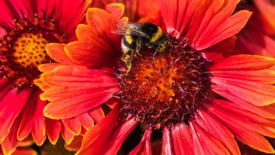 Honey Bee Habitats: a Guide to Contribute to Species Survival