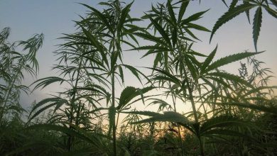 How Sustainable are Hemp-Derived THC and CBD Products?