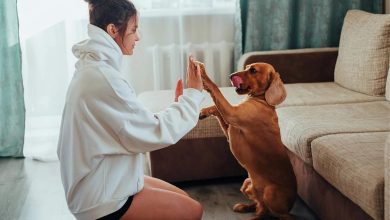 Sustainable Solutions to Manage Dog Waste at Home