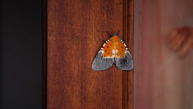 Eco-Friendly Home Maintenance Tips for a Pest-Free Environment