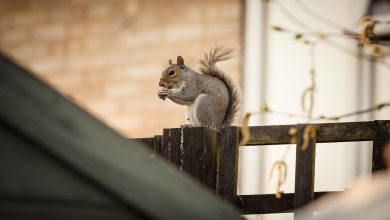 How Squirrel Removal Can Help Preserve Your Home: Protect Value and Integrity