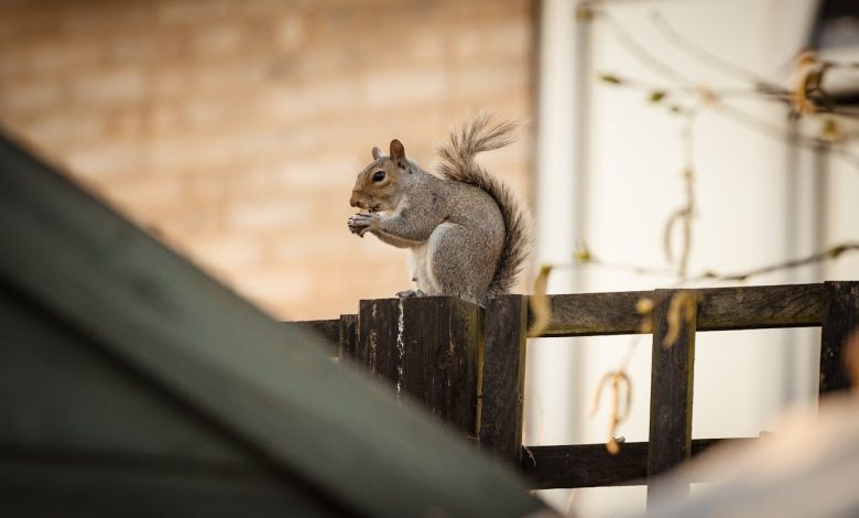 How Squirrel Removal Can Help Preserve Your Home: Protect Value and Integrity