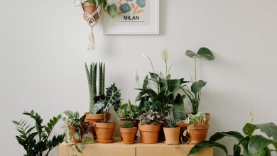 Simple Steps To Make Your Apartment Eco-Friendly