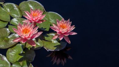 Edible Pond Plants: Combining Aesthetics with Homegrown Produce