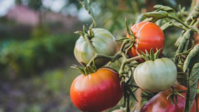 Building Resilience: How Community Gardens Foster Social and Environmental Strength
