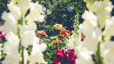 Plant Selection Guide: How to Choose the Right Plants for Your Garden