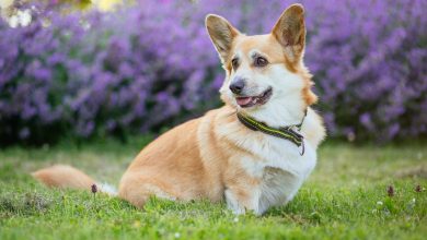 How Lavender Impacts Your Dog's Health