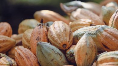 Why Cocoa Butter Is a Miracle Remedy for Your Skin
