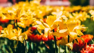 Wie pflanzt man Gelbe Tulpen im deutschen Klima?