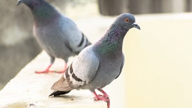 5 Key Tips to Learn About Effective Pigeon Contraception Methods
