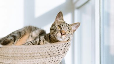 Top 5 Eco-Friendly Cat Litter Alternatives for a More Sustainable Home