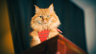 What Ingredients Are Commonly Used in Flea and Tick Collars for Cats?