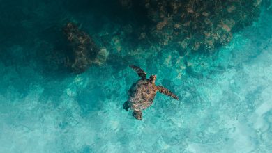 Why Reef Preservation Matters and How Reef Conservation International Is Leading the Effort