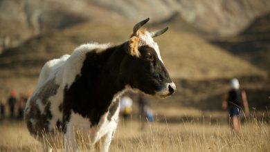 Global Beef Trade, Supply Chains & Sustainability Challenges