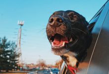 How Modern Dog Ownership Is Reshaping More Intentional Travel Habits