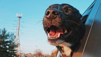 How Modern Dog Ownership Is Reshaping More Intentional Travel Habits