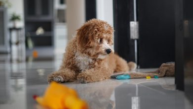 Why Pet-Friendly Staycations Are Becoming More Popular Than Traditional Travel