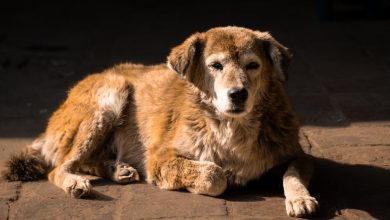 Red Light Therapy for Dogs: A Gentle Approach to Supporting Joint Health