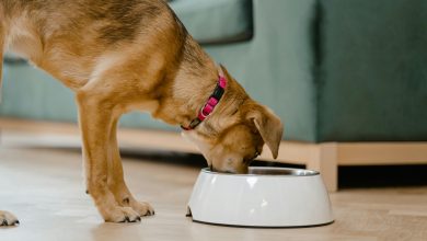 4 Practical Tips for More Sustainable Pet Feeding Habits