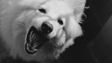 Serious Dog Bite Injuries: Understanding Your Rights